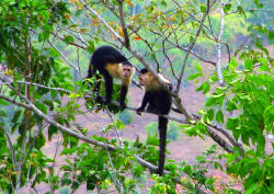 Capuchin monkeies are frequent visitors in Punta Duarte Gardens